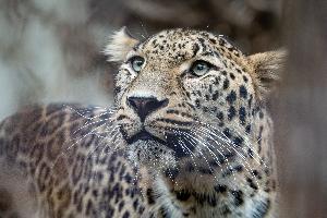 Persischer Leopard Khal neu in der Wilhelma